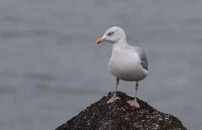 Zilvermeeuw (Herring Gull)