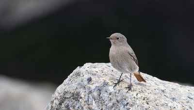 Zwarte Roodstaart (Black Redstart)