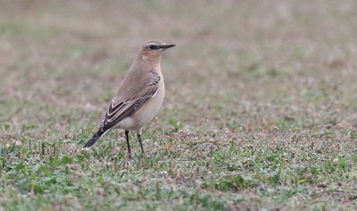 Tapuit (Northern Wheatear)