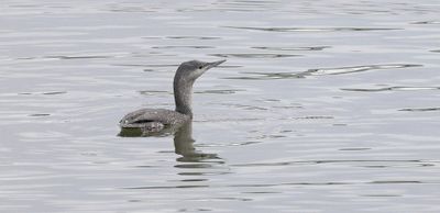 Roodkeelduiker (Red-throated Diver)