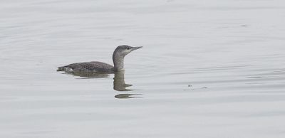 Roodkeelduiker (Red-throated Diver)