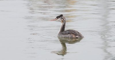 Fuut (Great Crested Grebe)