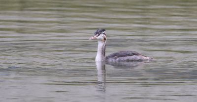 Fuut (Great Crested Grebe)