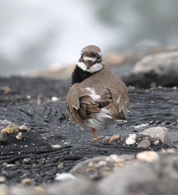 Bontbekplevier (Common Ringed Plover)