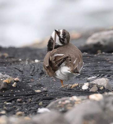 Bontbekplevier (Common Ringed Plover) 