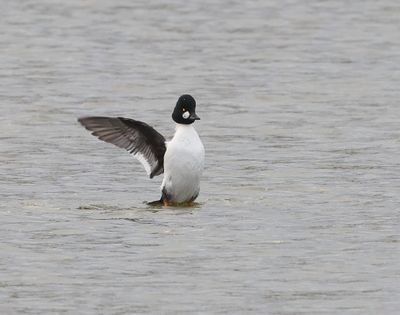 Brilduiker (Common Goldeneye)