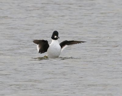 Brilduiker (Common Goldeneye)