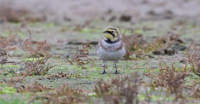 Strandleeuwerik (Horned Lark)