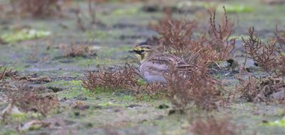 Strandleeuwerik (Horned Lark)