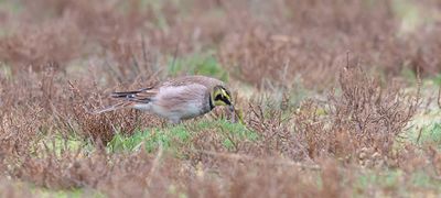 Strandleeuwerik (Horned Lark)