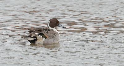 Pijlstaart (Northern Pintail)