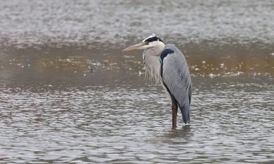 Blauwe Reiger (Grey Heron)