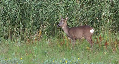 Ree (Roe deer)