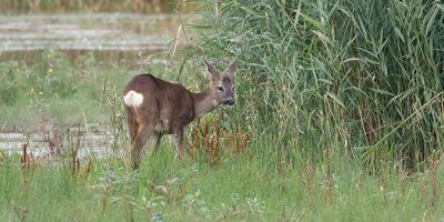 Ree (Roe deer)