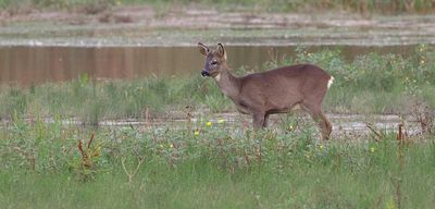 Ree (Roe deer)