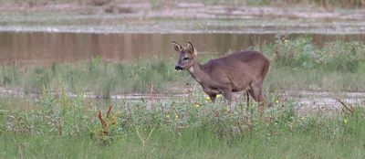 Ree (Roe deer)