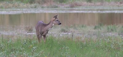 Ree (Roe deer)