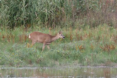 Ree (Roe deer)