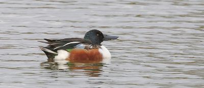 Slobeend (Northern Shoveler)