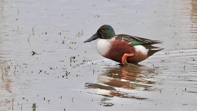 Slobeend (Northern Shoveler)