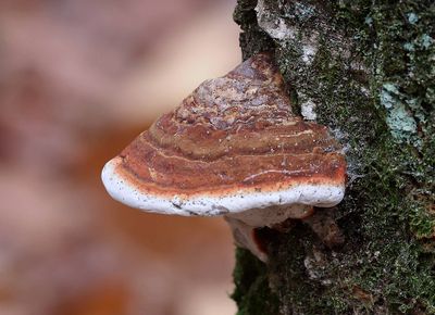 Echte Tonderzwam (Fomes fomentarius)