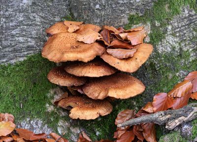 Sombere Honingzwam (Armillaria ostoyae)