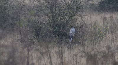 Blauwe Kiekendief (Hen Harrier)