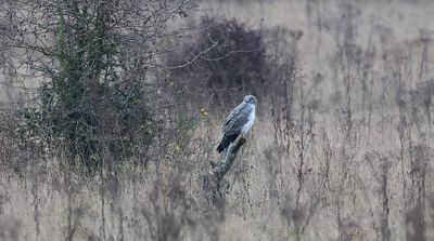 Blauwe Kiekendief (Hen Harrier)