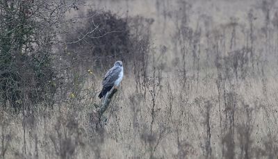 Blauwe Kiekendief (Hen Harrier)