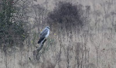 Blauwe Kiekendief (Hen Harrier)