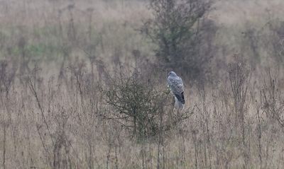Blauwe Kiekendief (Hen Harrier)