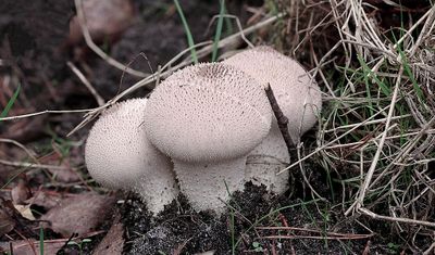 Parelstuifzwam (Lycoperdon perlatum)