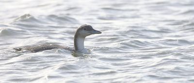 Parelduiker (Black-throated Diver)