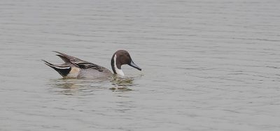 Pijlstaart (Northern Pintail)