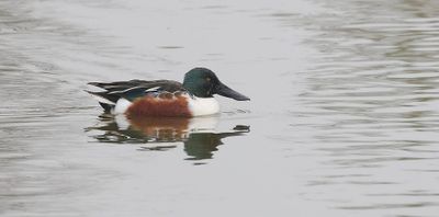 Slobeend (Northern Shoveler)