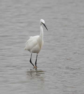 Kleine Zilverreiger (Little Egret)
