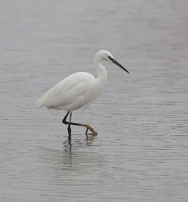 Kleine Zilverreiger (Little Egret)