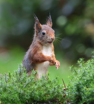 Eekhoorn (Red Squirrel)