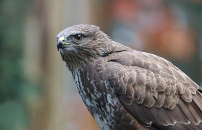 Buizerd (Common Buzzard)