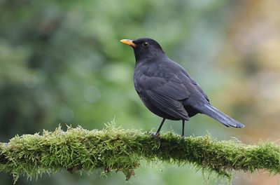Merel (Common Blackbird)