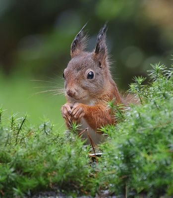 Eekhoorn (Red Squirrel)