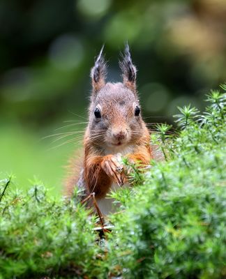 Eekhoorn (Red Squirrel)