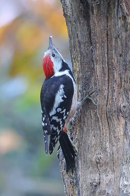 Middelste Bonte Specht (Middle-spotted Woodpecker)