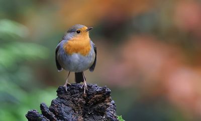 Roodborst (European Robin)
