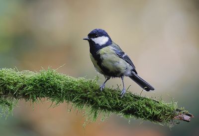 Koolmees (Great Tit)