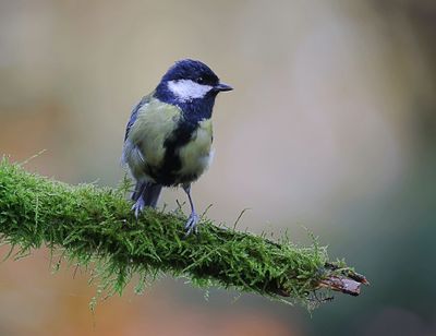 Koolmees (Great Tit)