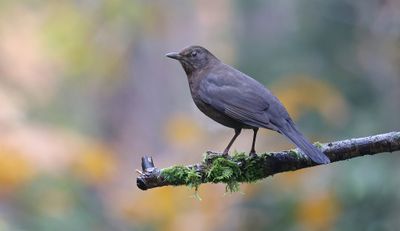 Merel (Common Blackbird)