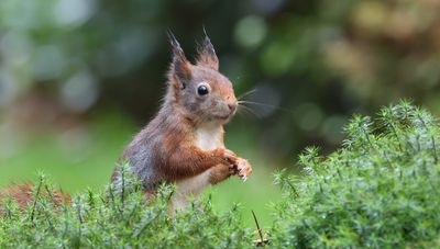 Eekhoorn (Red Squirrel)