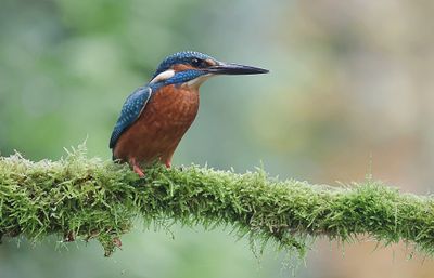 IJsvogel (Common Kingfisher)