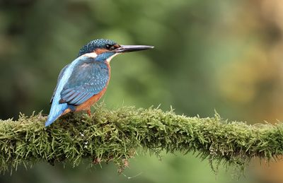 IJsvogel (Common Kingfisher)